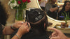 Elegance Hair Extensions Orlando